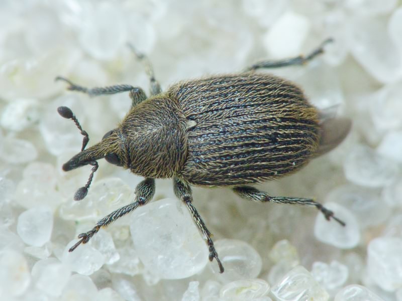 Curculionidae Latreille, 1802